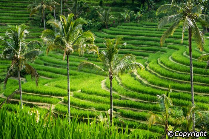 Jatiluwih terraces terrace membajak tujuan mencangkul jonnymelon terkait